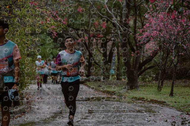 2026左岸竹東櫻花馬拉松Zhudong Sakura Marathon