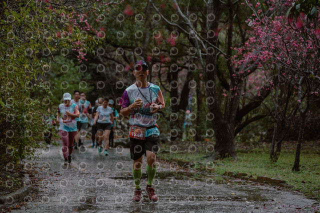 2026左岸竹東櫻花馬拉松Zhudong Sakura Marathon