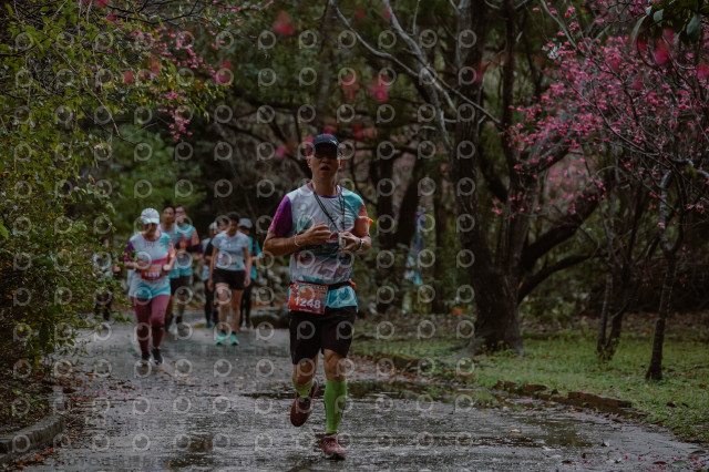 2026左岸竹東櫻花馬拉松Zhudong Sakura Marathon