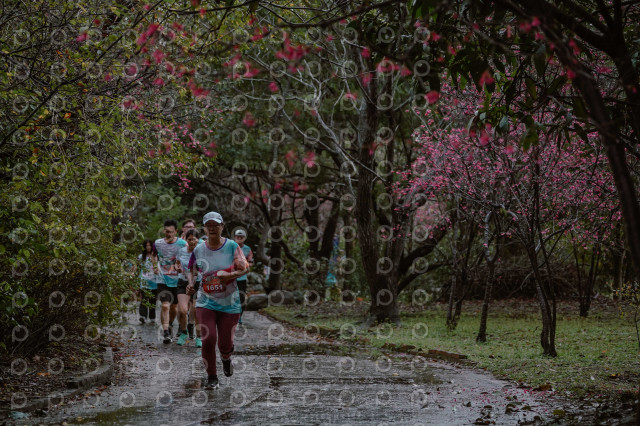 2026左岸竹東櫻花馬拉松Zhudong Sakura Marathon