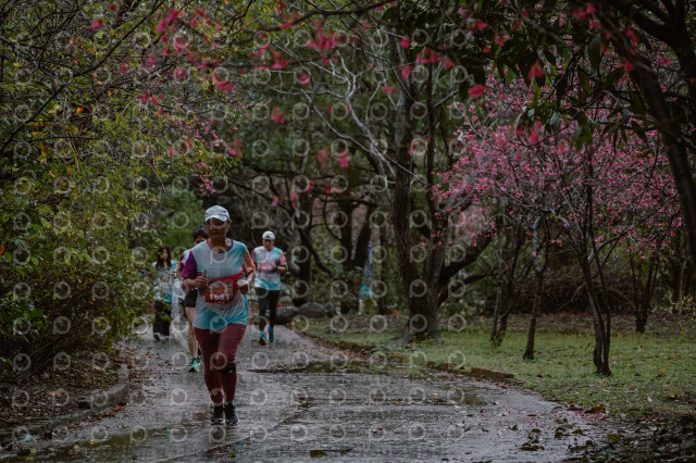 2026左岸竹東櫻花馬拉松Zhudong Sakura Marathon