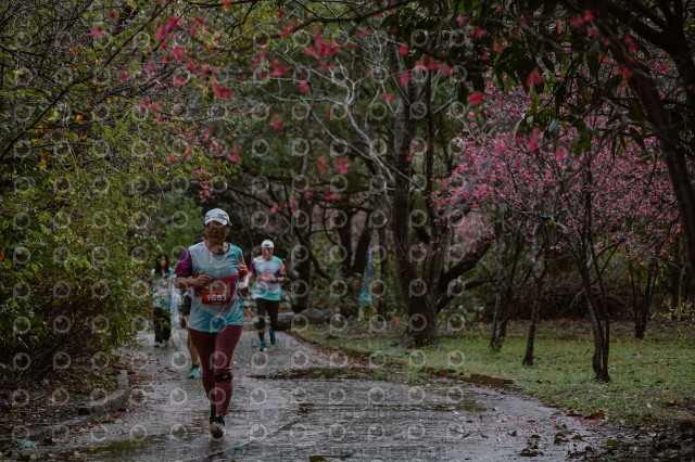 2026左岸竹東櫻花馬拉松Zhudong Sakura Marathon