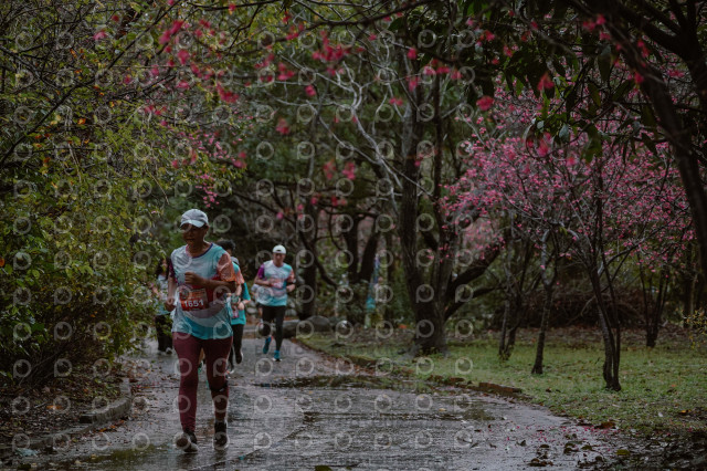 2026左岸竹東櫻花馬拉松Zhudong Sakura Marathon