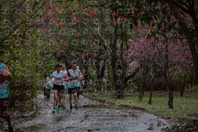2026左岸竹東櫻花馬拉松Zhudong Sakura Marathon