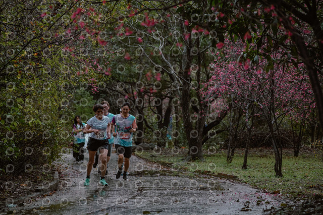 2026左岸竹東櫻花馬拉松Zhudong Sakura Marathon