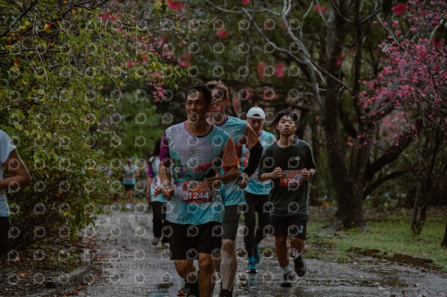 2026左岸竹東櫻花馬拉松Zhudong Sakura Marathon