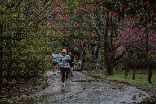 2026左岸竹東櫻花馬拉松Zhudong Sakura Marathon