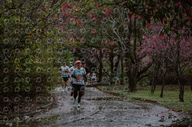 2026左岸竹東櫻花馬拉松Zhudong Sakura Marathon