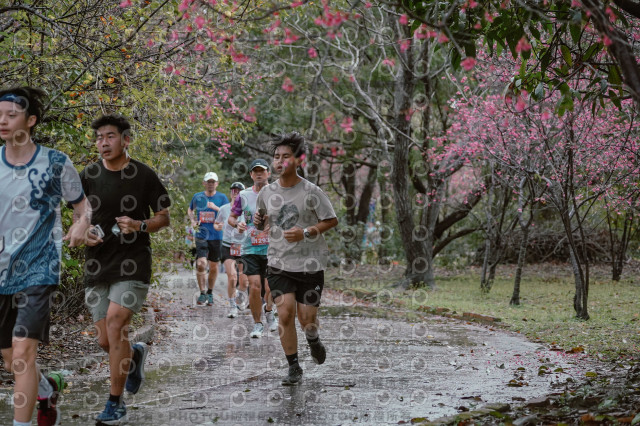 2026左岸竹東櫻花馬拉松Zhudong Sakura Marathon