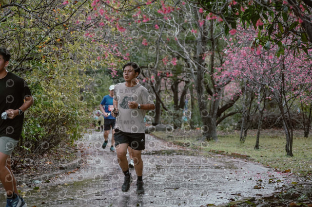 2026左岸竹東櫻花馬拉松Zhudong Sakura Marathon