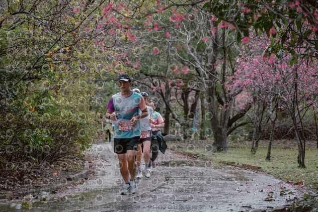 2026左岸竹東櫻花馬拉松Zhudong Sakura Marathon
