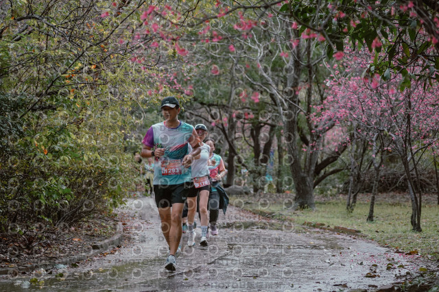 2026左岸竹東櫻花馬拉松Zhudong Sakura Marathon