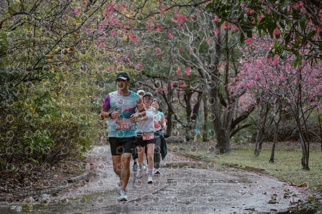 2026左岸竹東櫻花馬拉松Zhudong Sakura Marathon
