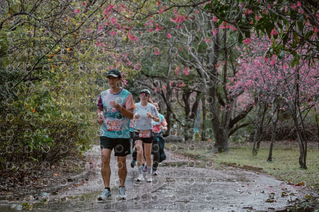 2026左岸竹東櫻花馬拉松Zhudong Sakura Marathon