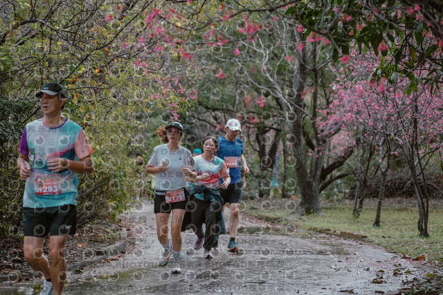 2026左岸竹東櫻花馬拉松Zhudong Sakura Marathon