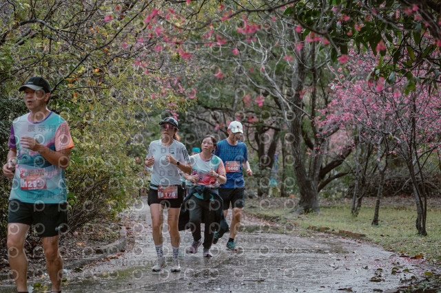 2026左岸竹東櫻花馬拉松Zhudong Sakura Marathon