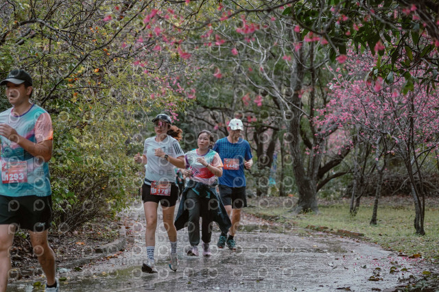 2026左岸竹東櫻花馬拉松Zhudong Sakura Marathon