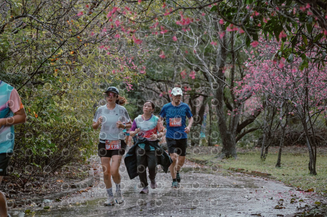 2026左岸竹東櫻花馬拉松Zhudong Sakura Marathon