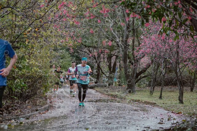 2026左岸竹東櫻花馬拉松Zhudong Sakura Marathon