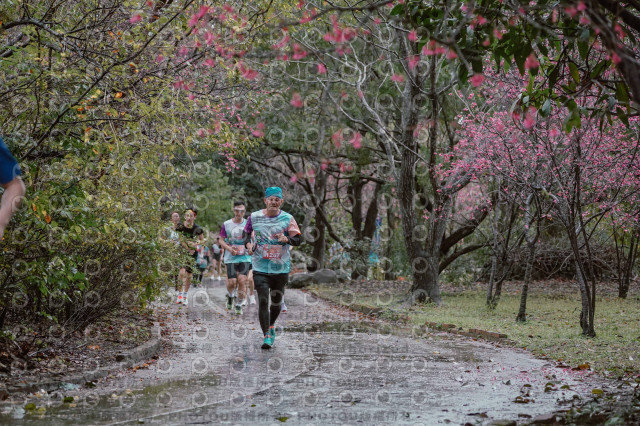 2026左岸竹東櫻花馬拉松Zhudong Sakura Marathon