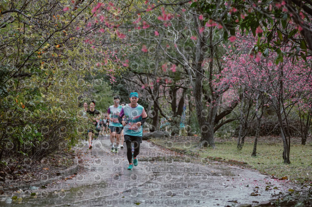 2026左岸竹東櫻花馬拉松Zhudong Sakura Marathon