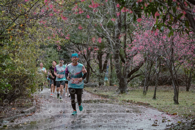 2026左岸竹東櫻花馬拉松Zhudong Sakura Marathon