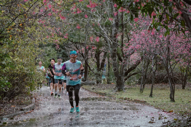 2026左岸竹東櫻花馬拉松Zhudong Sakura Marathon