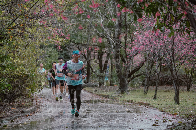 2026左岸竹東櫻花馬拉松Zhudong Sakura Marathon
