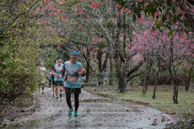 2026左岸竹東櫻花馬拉松Zhudong Sakura Marathon