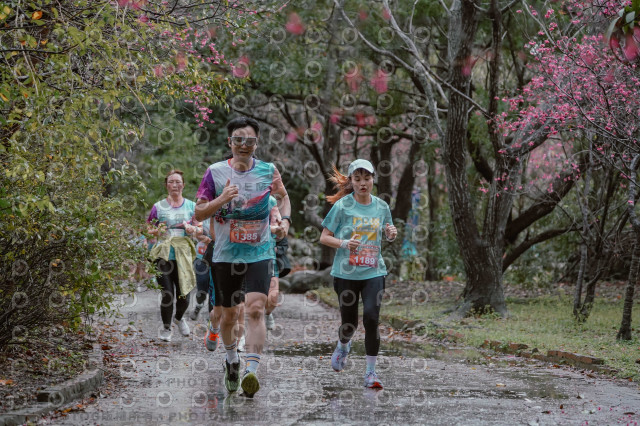 2026左岸竹東櫻花馬拉松Zhudong Sakura Marathon