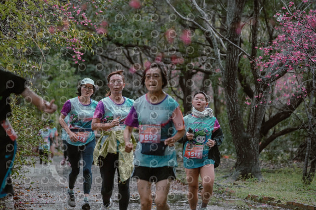 2026左岸竹東櫻花馬拉松Zhudong Sakura Marathon