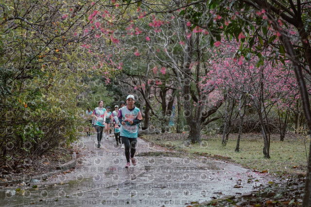 2026左岸竹東櫻花馬拉松Zhudong Sakura Marathon