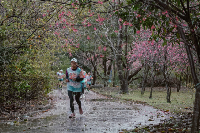 2026左岸竹東櫻花馬拉松Zhudong Sakura Marathon