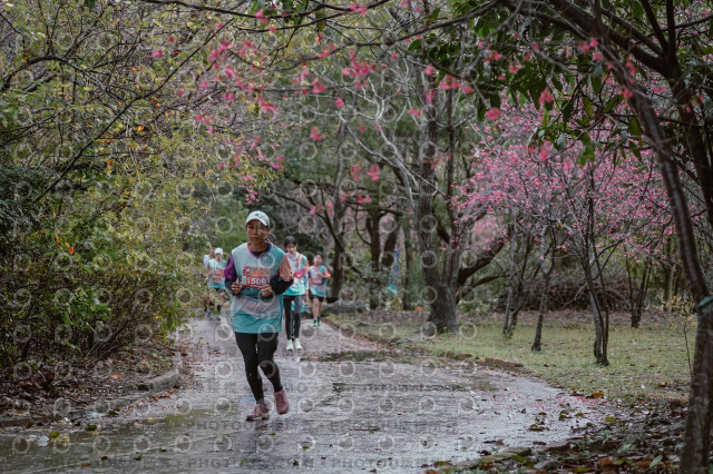 2026左岸竹東櫻花馬拉松Zhudong Sakura Marathon