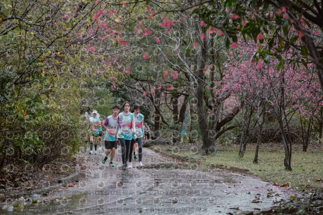 2026左岸竹東櫻花馬拉松Zhudong Sakura Marathon