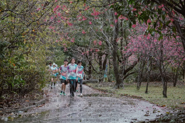 2026左岸竹東櫻花馬拉松Zhudong Sakura Marathon