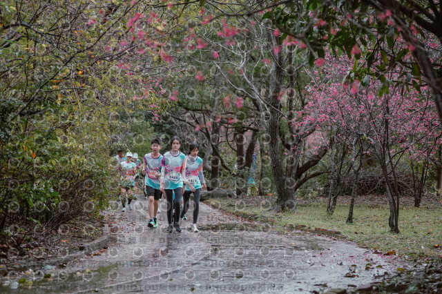 2026左岸竹東櫻花馬拉松Zhudong Sakura Marathon