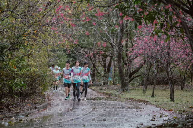 2026左岸竹東櫻花馬拉松Zhudong Sakura Marathon