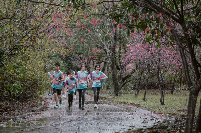 2026左岸竹東櫻花馬拉松Zhudong Sakura Marathon
