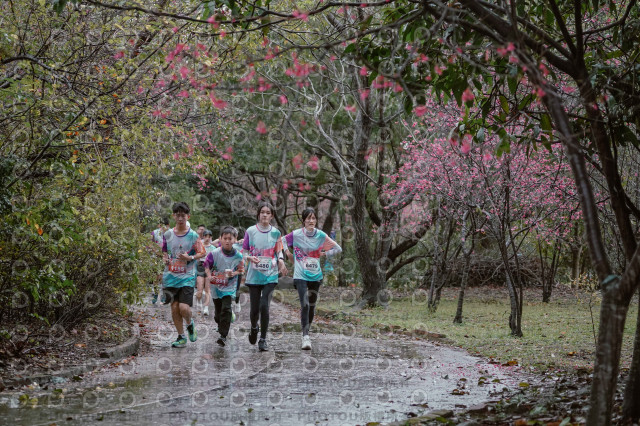 2026左岸竹東櫻花馬拉松Zhudong Sakura Marathon
