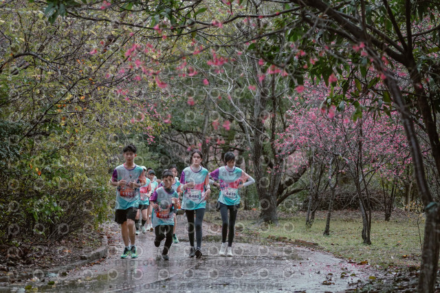 2026左岸竹東櫻花馬拉松Zhudong Sakura Marathon