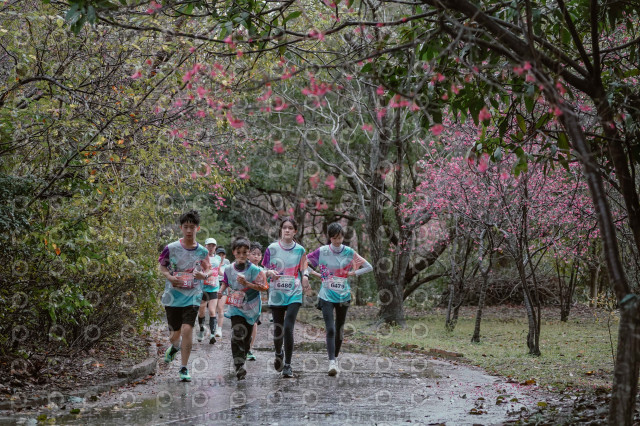 2026左岸竹東櫻花馬拉松Zhudong Sakura Marathon