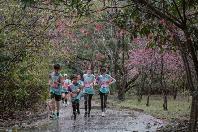 2026左岸竹東櫻花馬拉松Zhudong Sakura Marathon