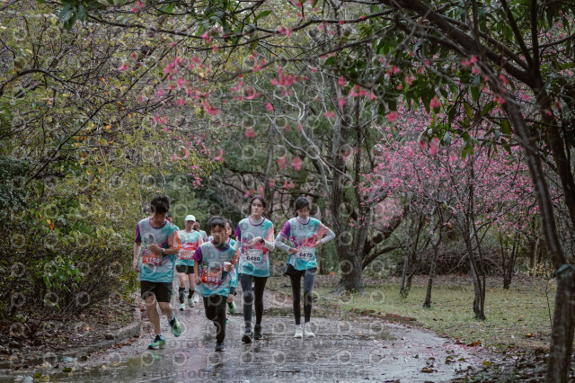 2026左岸竹東櫻花馬拉松Zhudong Sakura Marathon