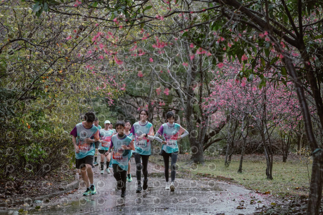 2026左岸竹東櫻花馬拉松Zhudong Sakura Marathon