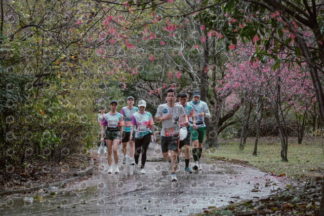 2026左岸竹東櫻花馬拉松Zhudong Sakura Marathon