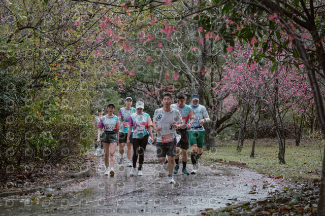 2026左岸竹東櫻花馬拉松Zhudong Sakura Marathon