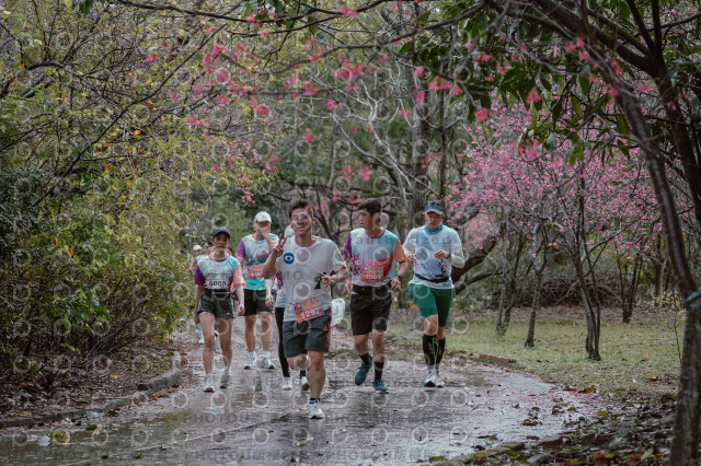 2026左岸竹東櫻花馬拉松Zhudong Sakura Marathon