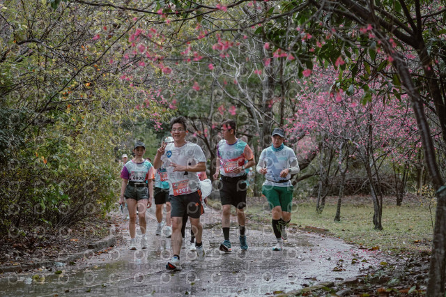 2026左岸竹東櫻花馬拉松Zhudong Sakura Marathon