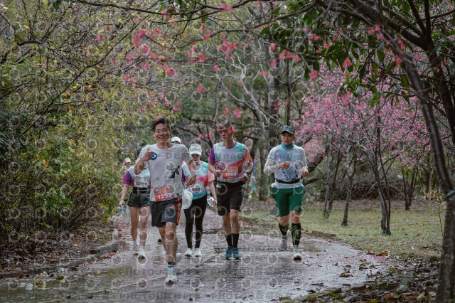 2026左岸竹東櫻花馬拉松Zhudong Sakura Marathon